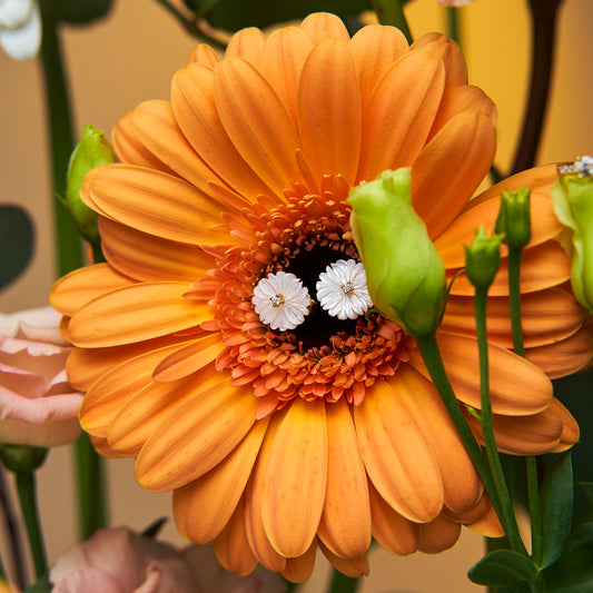 Brincos Gerbera Madrepérola